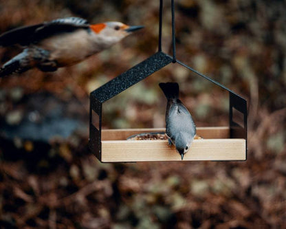 Bird House Feeder