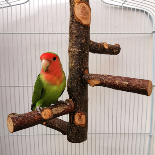 Apple Wood Parrot Stand